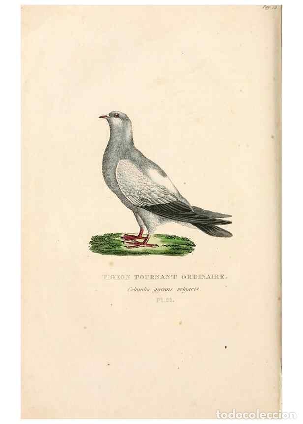 Colecionismo de Revistas e Jornais: Reproducci&oacute;n/Reproduction 7042544887: Les pigeons. Paris,Audot,1824. - Boitard, Pierre,
