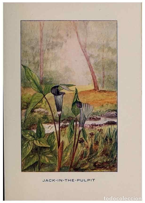 Coleccionismo de Revistas y Peri&oacute;dicos: Reproducci&oacute;n/Reproduction 7348216040: Fifty flower friends with familiar faces,. Boston,Lothrop, Lee