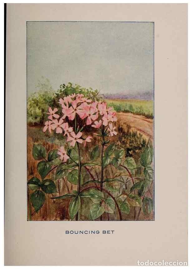 Sammeln von Zeitschriften und Zeitungen: Reproducci&oacute;n/Reproduction 7163006191: Fifty flower friends with familiar faces,. Boston,Lothrop, Lee