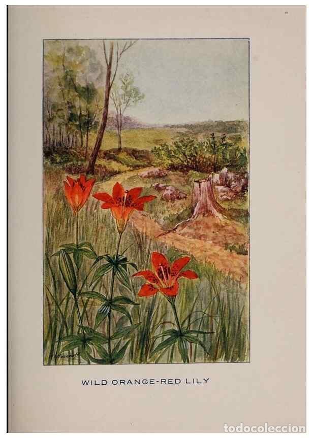 Colecionismo de Revistas e Jornais: Reproducci&oacute;n/Reproduction 7348217780: Fifty flower friends with familiar faces,. Boston,Lothrop, Lee