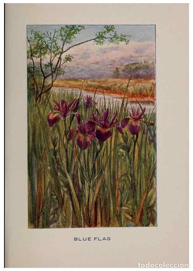 Collection Magazines and Newspapers: Reproducci&oacute;n/Reproduction 7163006593: Fifty flower friends with familiar faces,. Boston,Lothrop, Lee