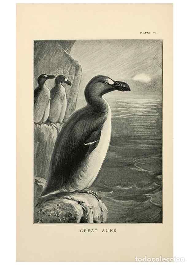 Collezionismo di Riviste e Giornali: Reproducci&oacute;n/Reproduction 7095982615: Lost and vanishing birds;. London,J. Macqueen,1898. - Dixon, C