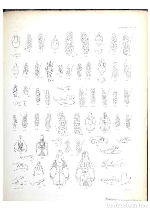 Colecionismo de Revistas e Jornais: Reproducci&oacute;n/Reproduction 8386029501: The zoology of the voyage of H.M.S. Beagle .... London,Smith,