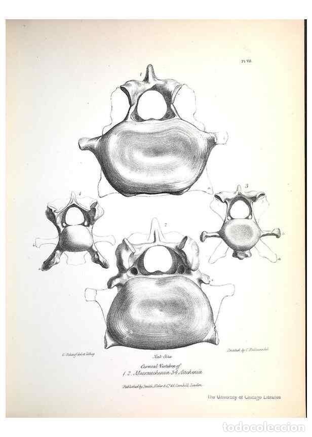 Collection Magazines and Newspapers: Reproducci&oacute;n/Reproduction 8387088986: The zoology of the voyage of H.M.S. Beagle .... London,Smith,