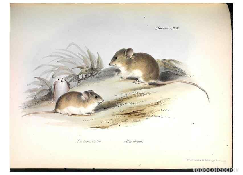 Collection Magazines and Newspapers: Reproducci&oacute;n/Reproduction 8386020077: The zoology of the voyage of H.M.S. Beagle .... London,Smith,