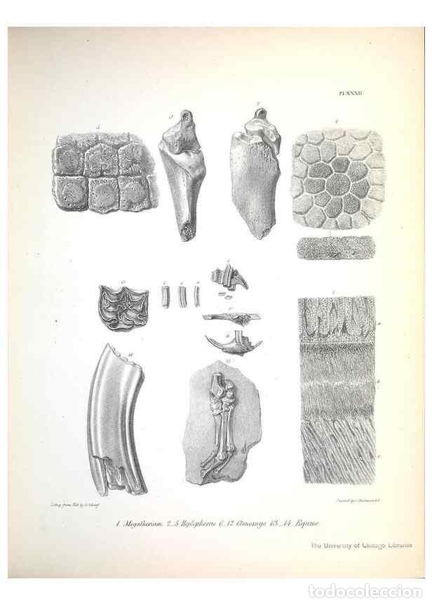 Collection Magazines and Newspapers: Reproducci&oacute;n/Reproduction 8386015191: The zoology of the voyage of H.M.S. Beagle .... London,Smith,