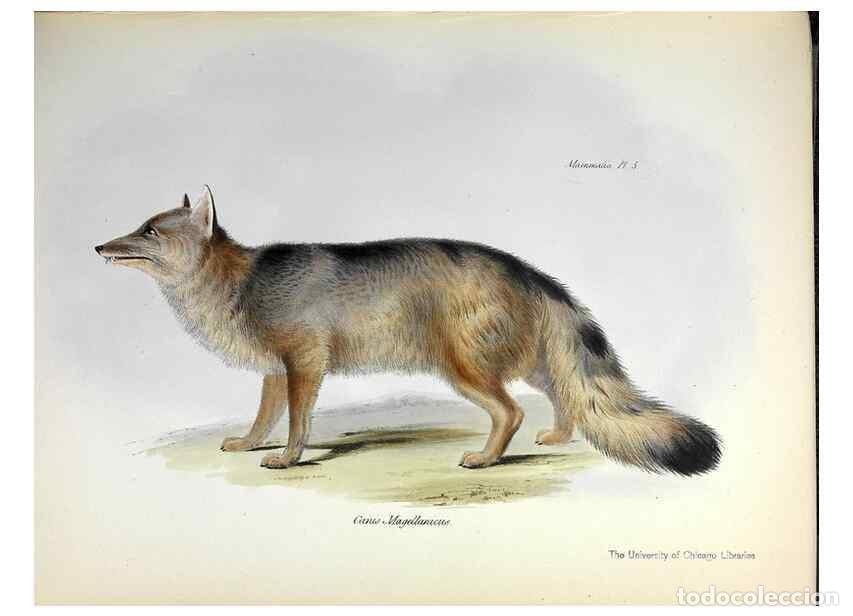 Sammeln von Zeitschriften und Zeitungen: Reproducci&oacute;n/Reproduction 8387103208: The zoology of the voyage of H.M.S. Beagle .... London,Smith,