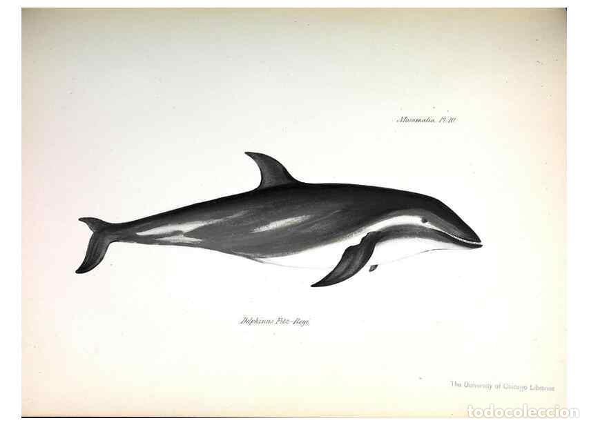 Sammeln von Zeitschriften und Zeitungen: Reproducci&oacute;n/Reproduction 8387105166: The zoology of the voyage of H.M.S. Beagle .... London,Smith,