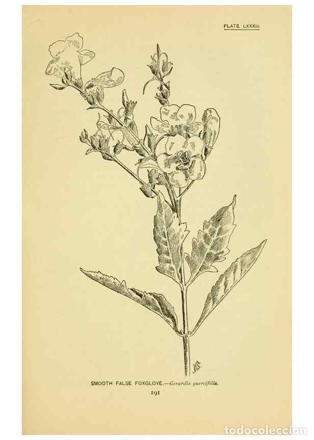 Sammeln von Zeitschriften und Zeitungen: Reproducci&oacute;n/Reproduction 7248349784: How to know the wild flowers :. New York :Scribner's,1893. - P