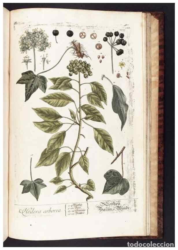 Sammeln von Zeitschriften und Zeitungen: Reproducci&oacute;n/Reproduction 8379546677: Herbarium Blackwellianum emendatum et auctum, id est, Elisabet