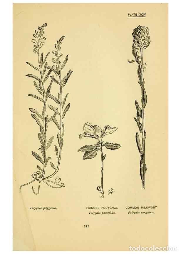 Sammeln von Zeitschriften und Zeitungen: Reproducci&oacute;n/Reproduction 7248354716: How to know the wild flowers :. New York :Scribner's,1893. - P