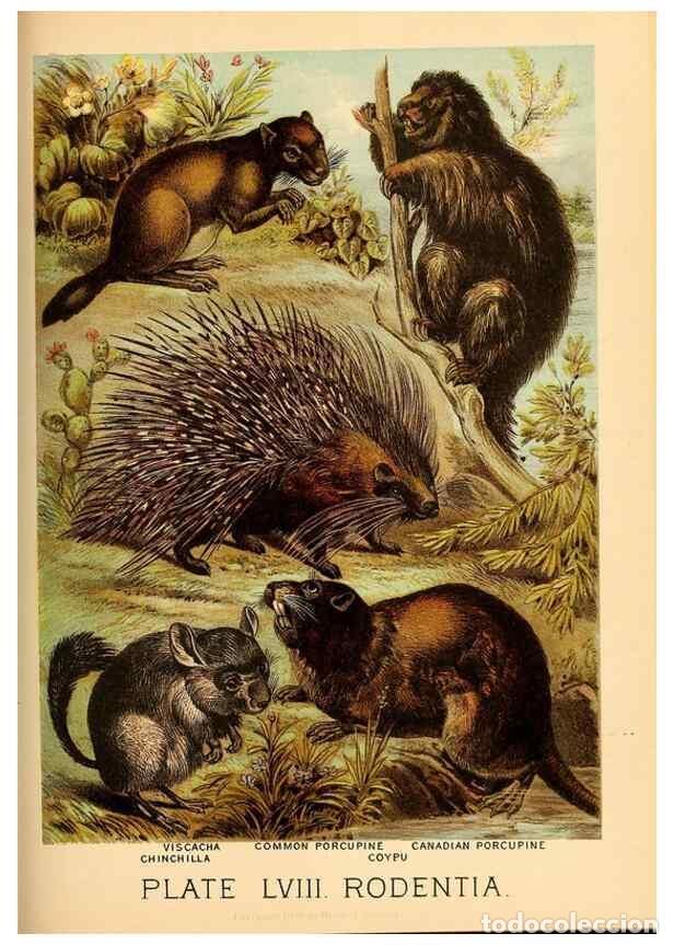 Sammeln von Zeitschriften und Zeitungen: Reproducci&oacute;n/Reproduction 7268697684: Johnson's household book of nature,. New York,H.J.Johnson,[188