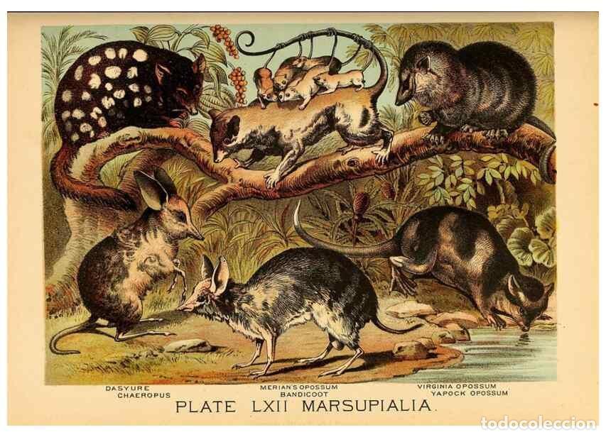 Sammeln von Zeitschriften und Zeitungen: Reproducci&oacute;n/Reproduction 7268707064: Johnson's household book of nature,. New York,H.J.Johnson,[188