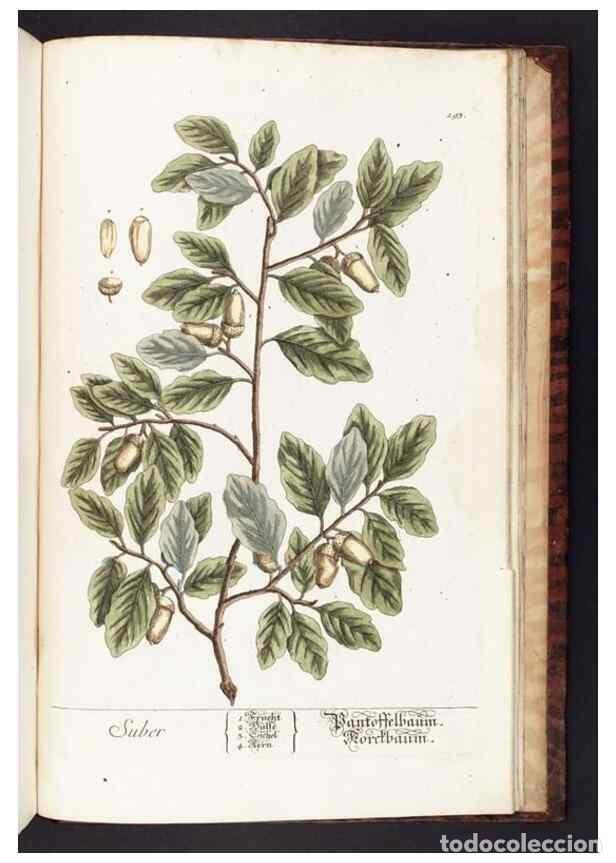 Sammeln von Zeitschriften und Zeitungen: Reproducci&oacute;n/Reproduction 8380627760: Herbarium Blackwellianum emendatum et auctum, id est, Elisabet