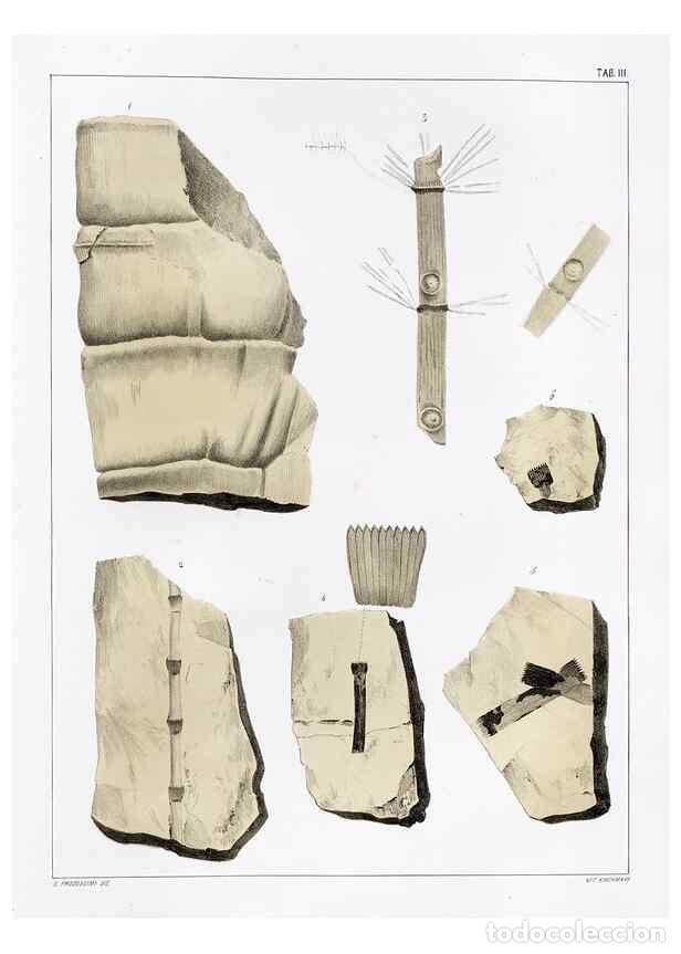 Sammeln von Zeitschriften und Zeitungen: Reproducci&oacute;n/Reproduction 7294193092: Flora fossilis formationis oolithicae =. Padova :Tip. del Semi