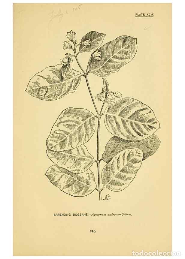 Sammeln von Zeitschriften und Zeitungen: Reproducci&oacute;n/Reproduction 7248357434: How to know the wild flowers :. New York :Scribner's,1893. - P