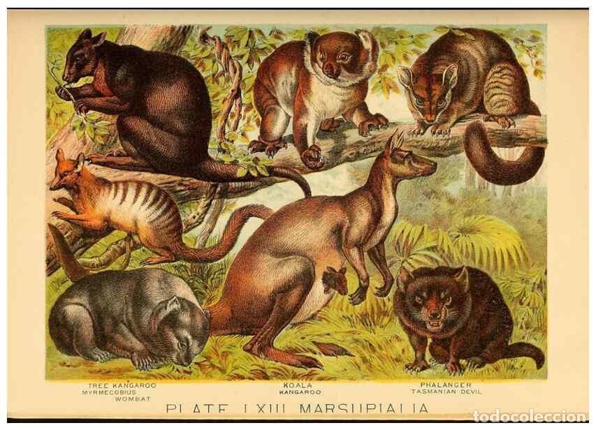 Sammeln von Zeitschriften und Zeitungen: Reproducci&oacute;n/Reproduction 7268708408: Johnson's household book of nature,. New York,H.J.Johnson,[188