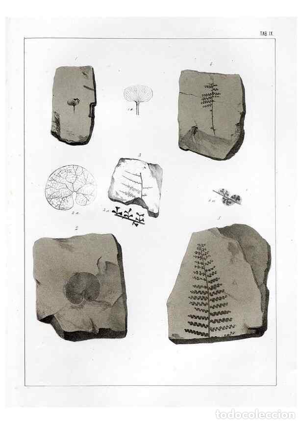 Sammeln von Zeitschriften und Zeitungen: Reproducci&oacute;n/Reproduction 7294198598: Flora fossilis formationis oolithicae =. Padova :Tip. del Semi