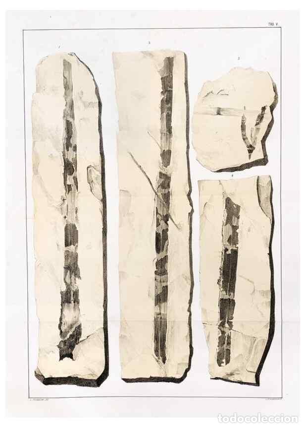 Sammeln von Zeitschriften und Zeitungen: Reproducci&oacute;n/Reproduction 7294195036: Flora fossilis formationis oolithicae =. Padova :Tip. del Semi