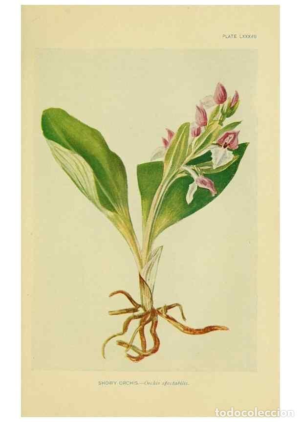 Sammeln von Zeitschriften und Zeitungen: Reproducci&oacute;n/Reproduction 7248351744: How to know the wild flowers :. New York :Scribner's,1893. - P