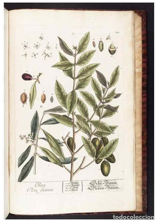 Sammeln von Zeitschriften und Zeitungen: Reproducci&oacute;n/Reproduction 8379549737: Herbarium Blackwellianum emendatum et auctum, id est, Elisabet