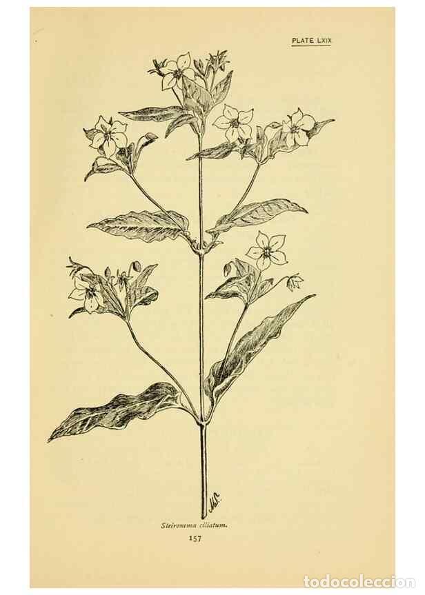 Sammeln von Zeitschriften und Zeitungen: Reproducci&oacute;n/Reproduction 7248342444: How to know the wild flowers :. New York :Scribner's,1893. - P