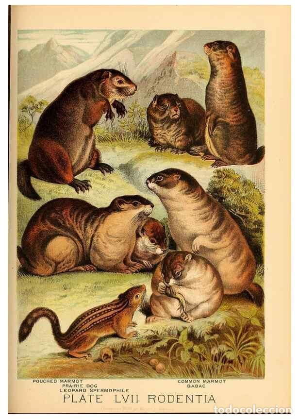 Sammeln von Zeitschriften und Zeitungen: Reproducci&oacute;n/Reproduction 7268694930: Johnson's household book of nature,. New York,H.J.Johnson,[188