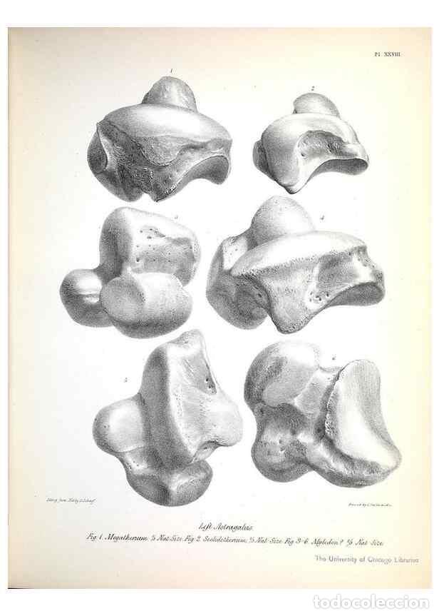 Sammeln von Zeitschriften und Zeitungen: Reproducci&oacute;n/Reproduction 8386013551: The zoology of the voyage of H.M.S. Beagle .... London,Smith,