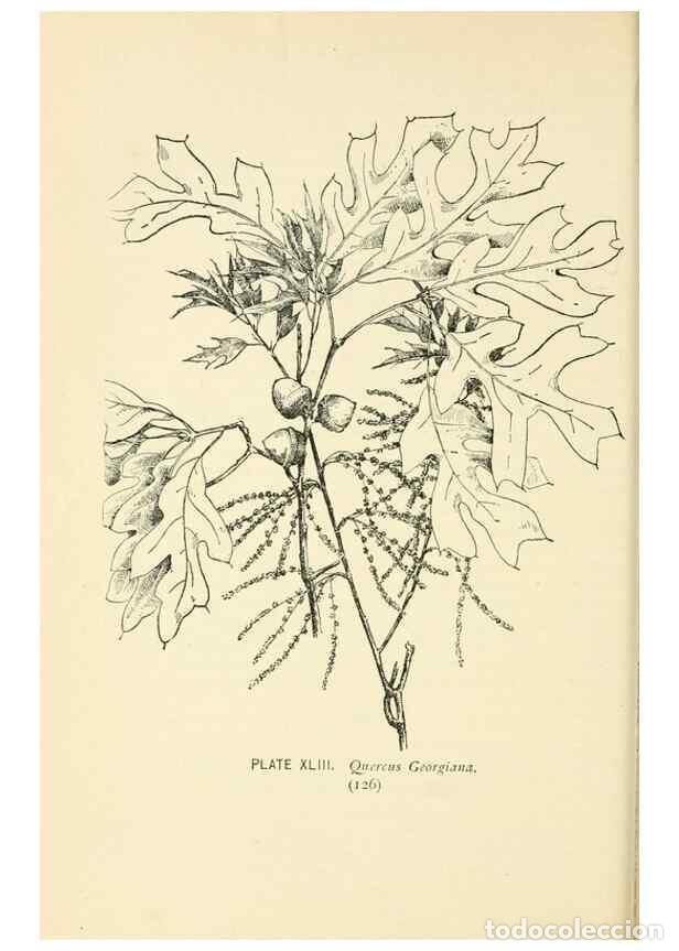 Sammeln von Zeitschriften und Zeitungen: Reproducci&oacute;n/Reproduction 8426149639: Southern wild flowers and trees,. New York,Stokes[1901] - Loun
