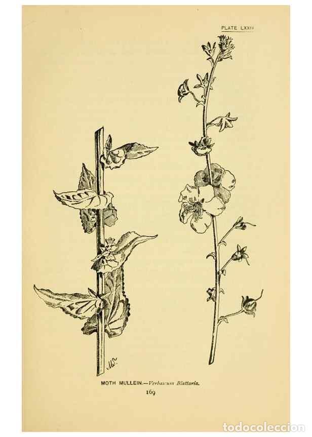 Sammeln von Zeitschriften und Zeitungen: Reproducci&oacute;n/Reproduction 7248345166: How to know the wild flowers :. New York :Scribner's,1893. - P