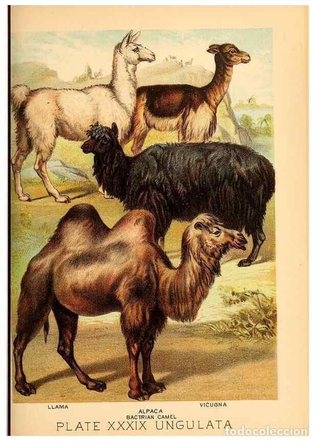 Sammeln von Zeitschriften und Zeitungen: Reproducci&oacute;n/Reproduction 7268668802: Johnson's household book of nature,. New York,H.J.Johnson,[188