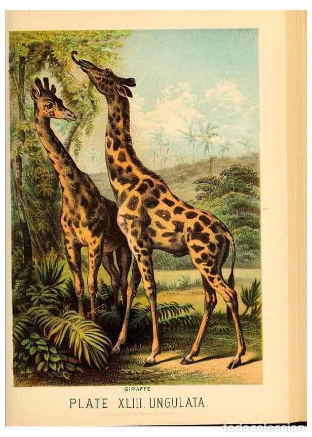 Sammeln von Zeitschriften und Zeitungen: Reproducci&oacute;n/Reproduction 7268673602: Johnson's household book of nature,. New York,H.J.Johnson,[188