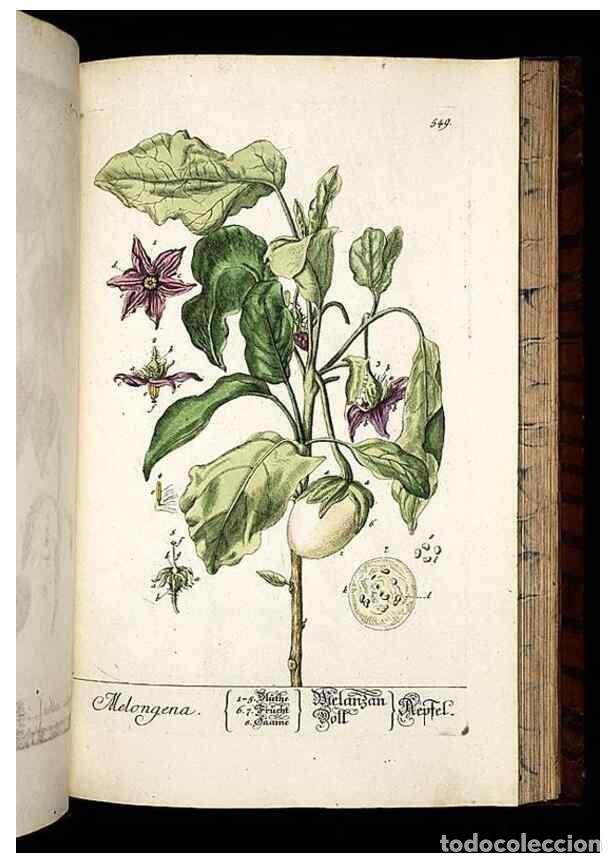 Sammeln von Zeitschriften und Zeitungen: Reproducci&oacute;n/Reproduction 8430072582: Herbarium Blackwellianum emendatum et auctum, id est, Elisabet