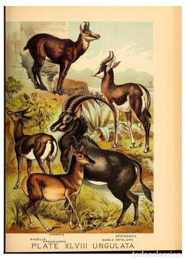 Sammeln von Zeitschriften und Zeitungen: Reproducci&oacute;n/Reproduction 7268680390: Johnson's household book of nature,. New York,H.J.Johnson,[188