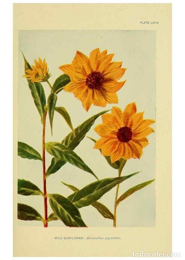 Sammeln von Zeitschriften und Zeitungen: Reproducci&oacute;n/Reproduction 7248347810: How to know the wild flowers :. New York :Scribner's,1893. - P