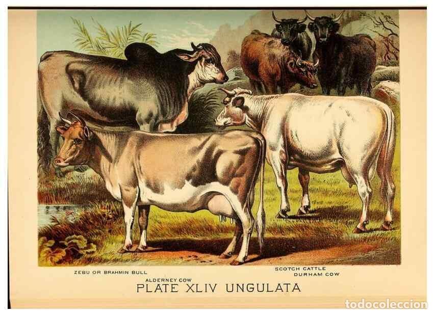 Sammeln von Zeitschriften und Zeitungen: Reproducci&oacute;n/Reproduction 7268675056: Johnson's household book of nature,. New York,H.J.Johnson,[188