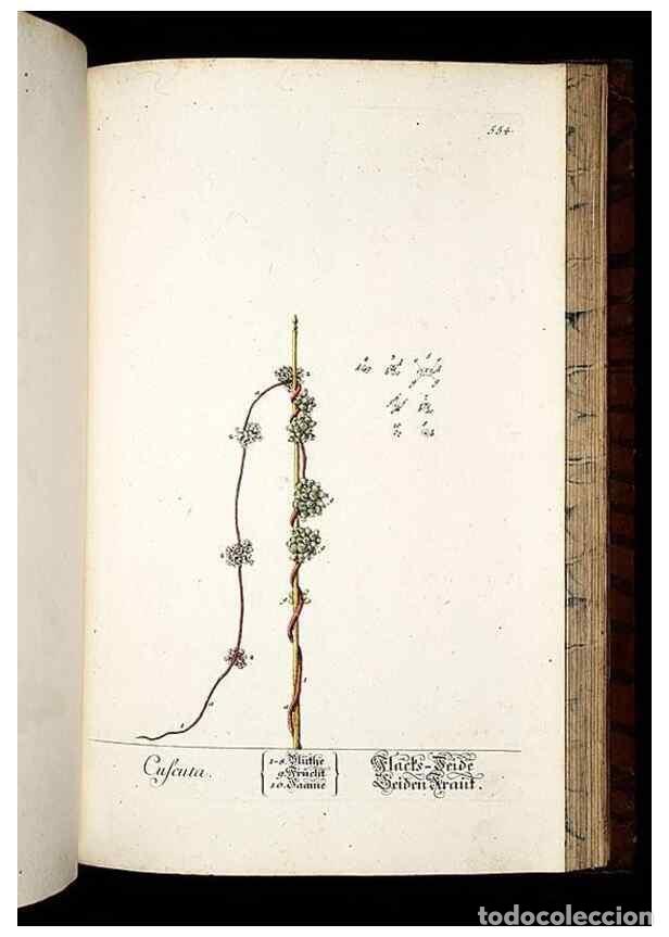 Sammeln von Zeitschriften und Zeitungen: Reproducci&oacute;n/Reproduction 8428985449: Herbarium Blackwellianum emendatum et auctum, id est, Elisabet