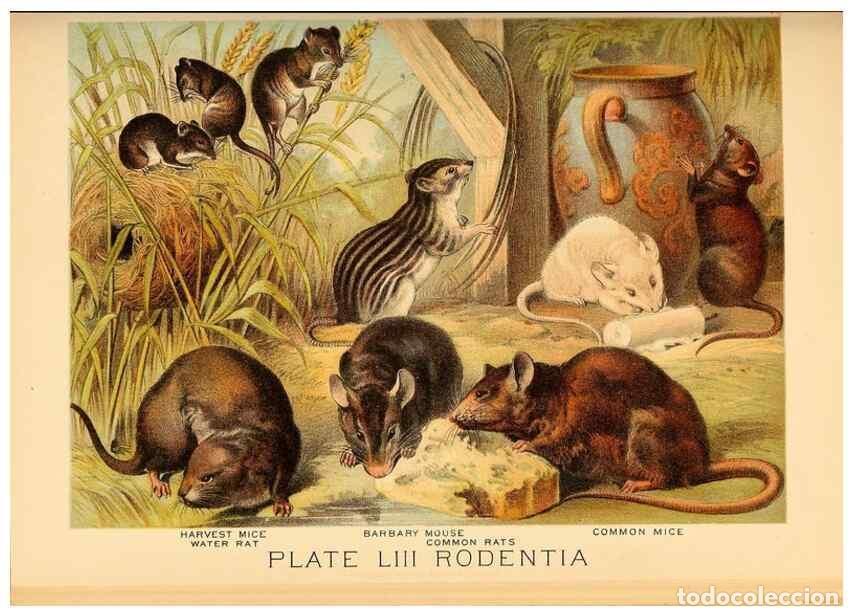 Sammeln von Zeitschriften und Zeitungen: Reproducci&oacute;n/Reproduction 7268687150: Johnson's household book of nature,. New York,H.J.Johnson,[188