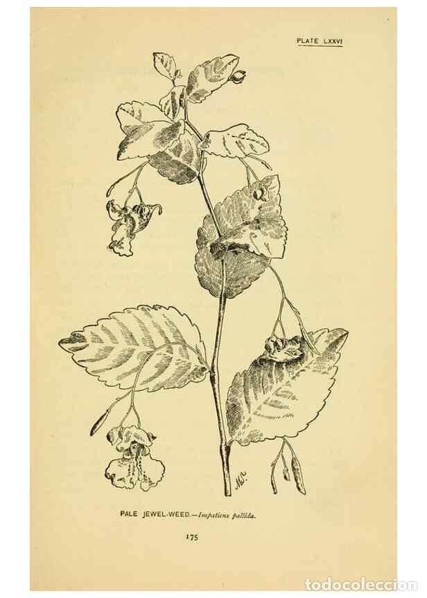 Sammeln von Zeitschriften und Zeitungen: Reproducci&oacute;n/Reproduction 7248346300: How to know the wild flowers :. New York :Scribner's,1893. - P