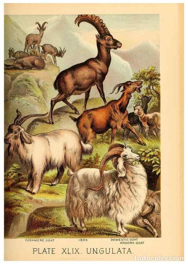 Sammeln von Zeitschriften und Zeitungen: Reproducci&oacute;n/Reproduction 7268681758: Johnson's household book of nature,. New York,H.J.Johnson,[188