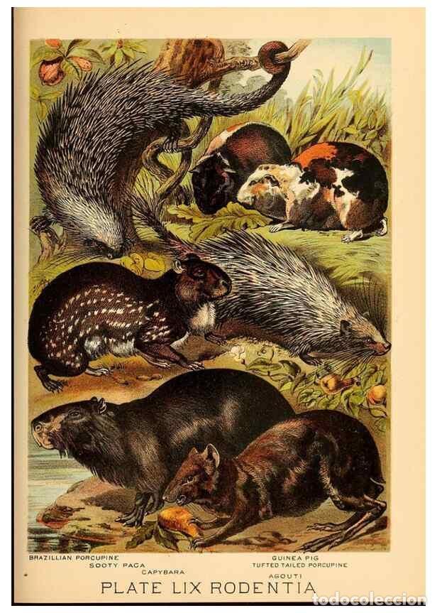 Sammeln von Zeitschriften und Zeitungen: Reproducci&oacute;n/Reproduction 7268700194: Johnson's household book of nature,. New York,H.J.Johnson,[188