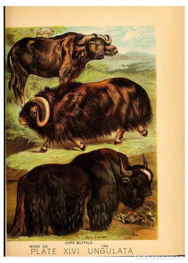 Sammeln von Zeitschriften und Zeitungen: Reproducci&oacute;n/Reproduction 7268677446: Johnson's household book of nature,. New York,H.J.Johnson,[188