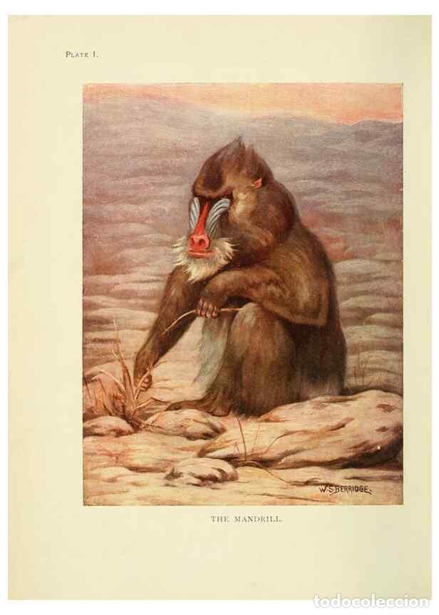 Sammeln von Zeitschriften und Zeitungen: Reproducci&oacute;n/Reproduction 7335333638: The book of the animal kingdom.. London,J. M. Dent & sons, ltd