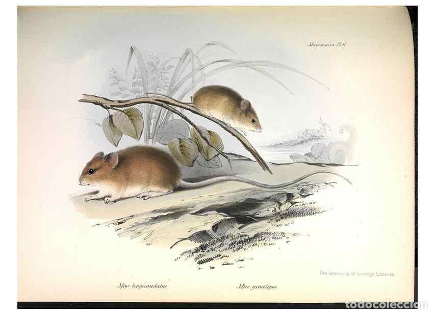 Sammeln von Zeitschriften und Zeitungen: Reproducci&oacute;n/Reproduction 8387105662: The zoology of the voyage of H.M.S. Beagle .... London,Smith,