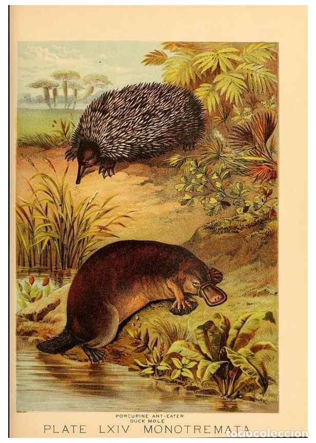 Sammeln von Zeitschriften und Zeitungen: Reproducci&oacute;n/Reproduction 7268710608: Johnson's household book of nature,. New York,H.J.Johnson,[188