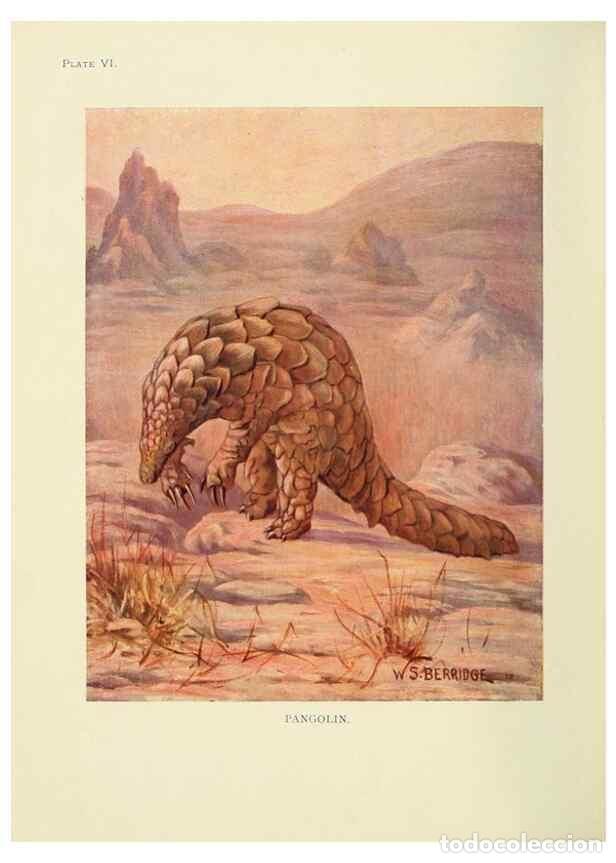 Sammeln von Zeitschriften und Zeitungen: Reproducci&oacute;n/Reproduction 7335340284: The book of the animal kingdom.. London,J. M. Dent & sons, ltd