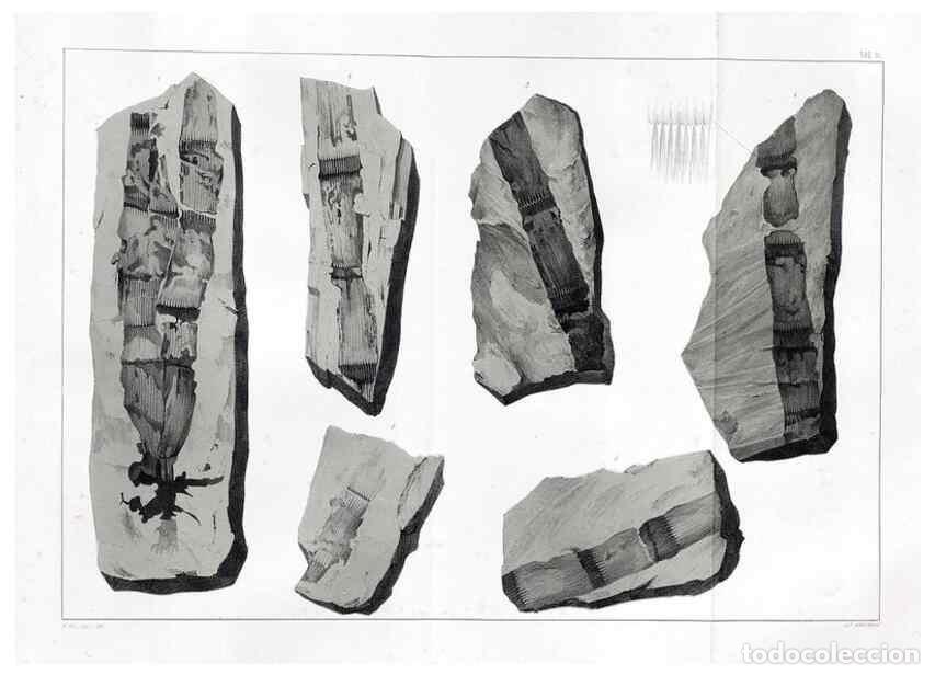 Sammeln von Zeitschriften und Zeitungen: Reproducci&oacute;n/Reproduction 7294195746: Flora fossilis formationis oolithicae =. Padova :Tip. del Semi