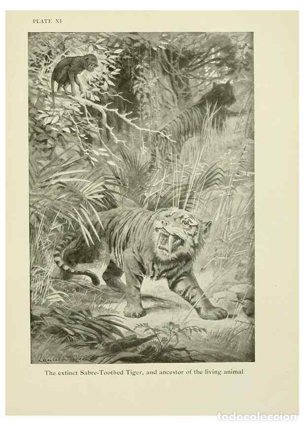 Sammeln von Zeitschriften und Zeitungen: Reproducci&oacute;n/Reproduction 7335343910: The book of the animal kingdom.. London,J. M. Dent & sons, ltd