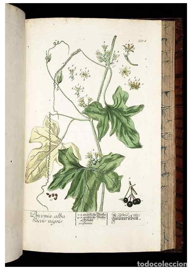 Sammeln von Zeitschriften und Zeitungen: Reproducci&oacute;n/Reproduction 8430068334: Herbarium Blackwellianum emendatum et auctum, id est, Elisabet