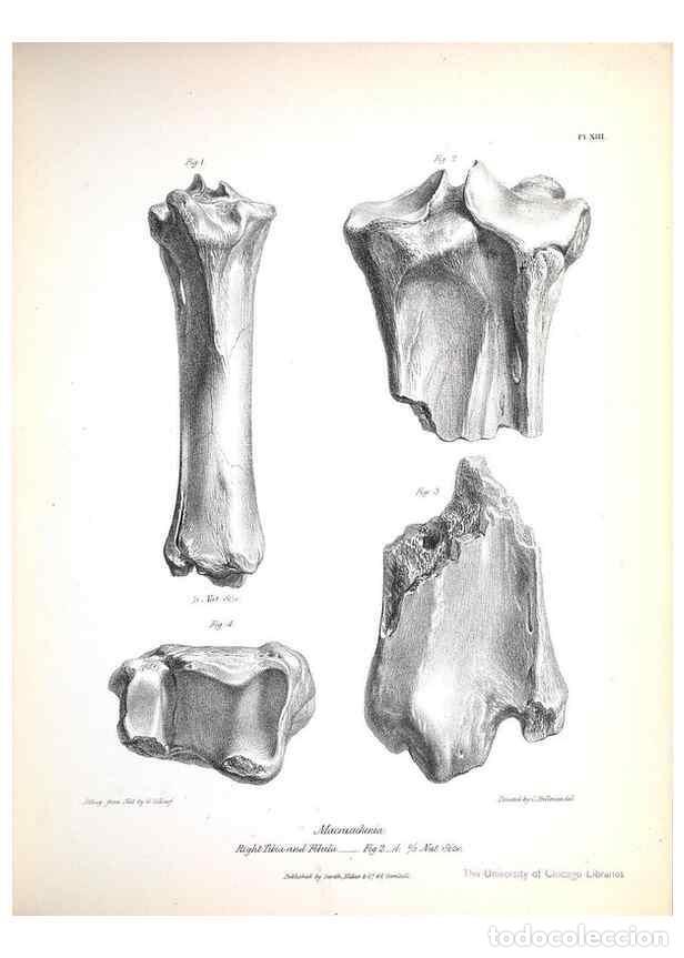 Sammeln von Zeitschriften und Zeitungen: Reproducci&oacute;n/Reproduction 8386005935: The zoology of the voyage of H.M.S. Beagle .... London,Smith,